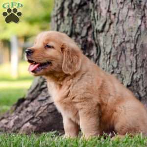 Jack, Golden Retriever Puppy