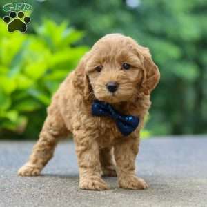 Jack, Cockapoo Puppy