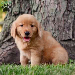 Jack, Golden Retriever Puppy