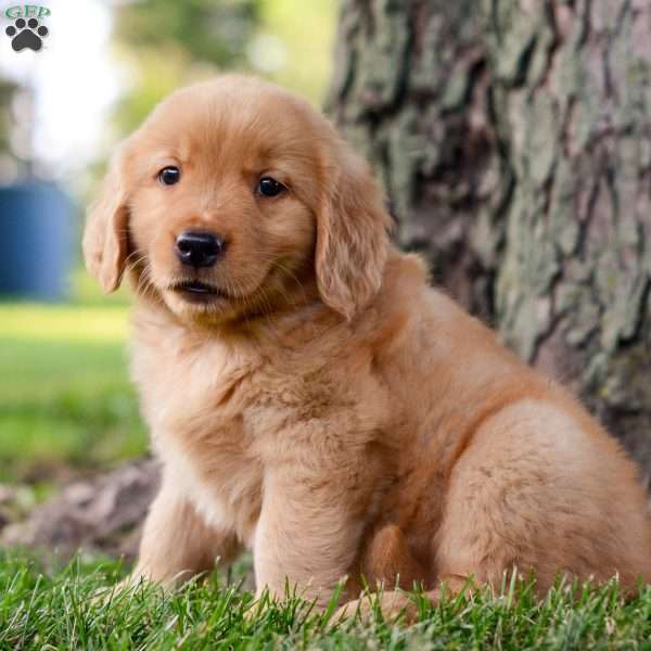 Jack, Golden Retriever Puppy