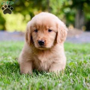 Jack, Golden Retriever Puppy