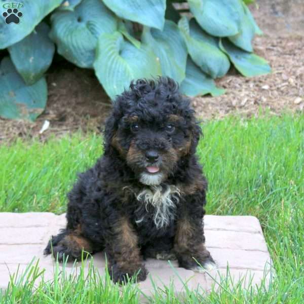 Jack, Mini Golden Mountain Doodle Puppy