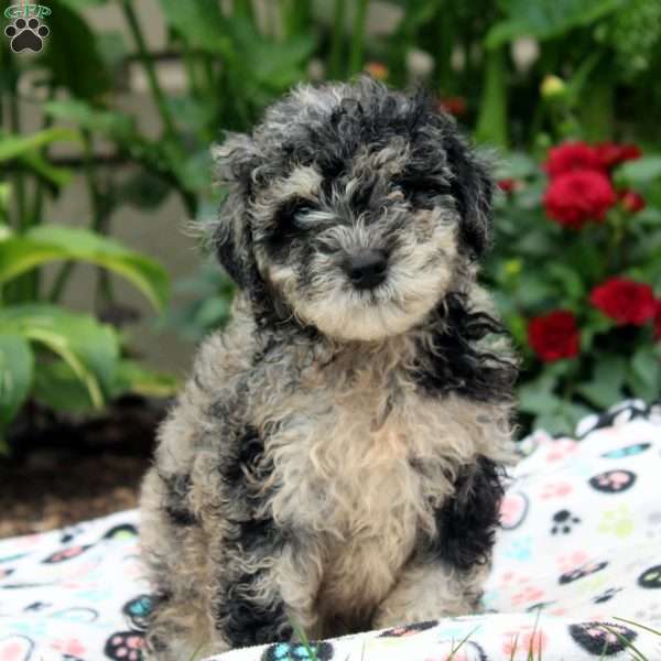 Jack, Miniature Poodle Puppy