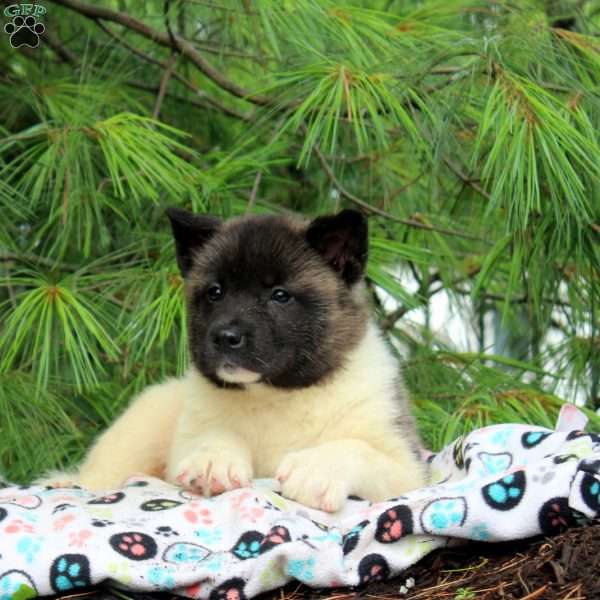 Jack, Akita Puppy