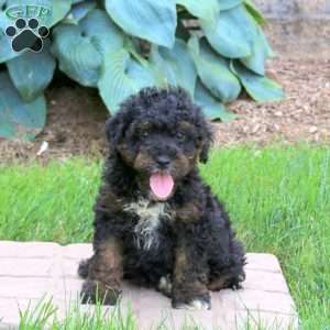 Jack, Mini Golden Mountain Doodle Puppy