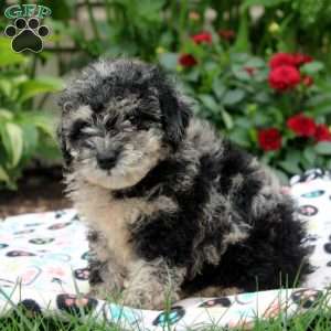 Jack, Miniature Poodle Puppy