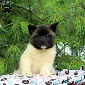 Jack, Akita Puppy