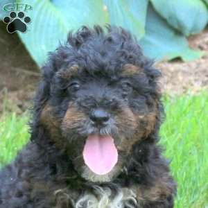 Jack, Mini Golden Mountain Doodle Puppy
