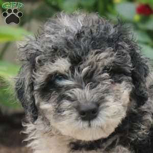 Jack, Miniature Poodle Puppy