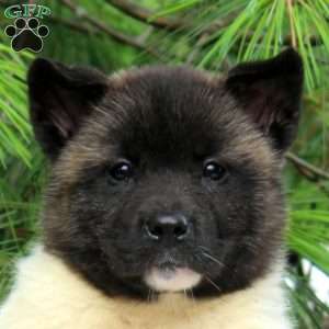 Jack, Akita Puppy