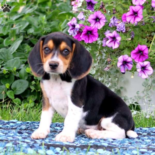 Jack, Beagle Puppy