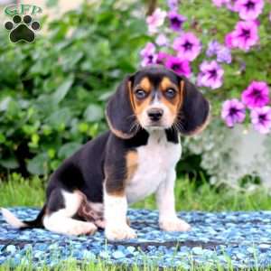 Jack, Beagle Puppy