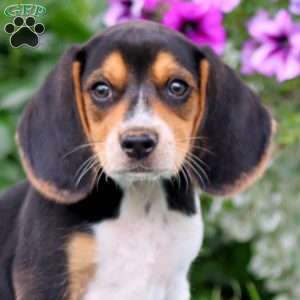 Jack, Beagle Puppy