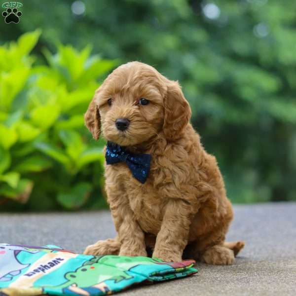 Jack, Cockapoo Puppy