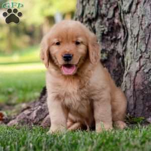 Jack, Golden Retriever Puppy