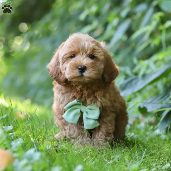 Jack, Cockapoo Puppy