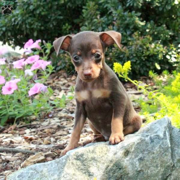 Jackie, Miniature Pinscher Puppy
