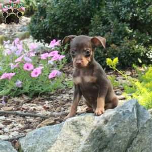Jackie, Miniature Pinscher Puppy