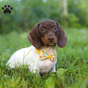 Jackson, Dachshund Puppy