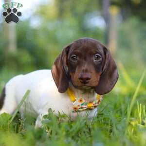 Jackson, Dachshund Puppy