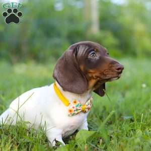 Jackson, Dachshund Puppy