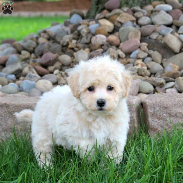 Jackson, Bich-Poo Puppy