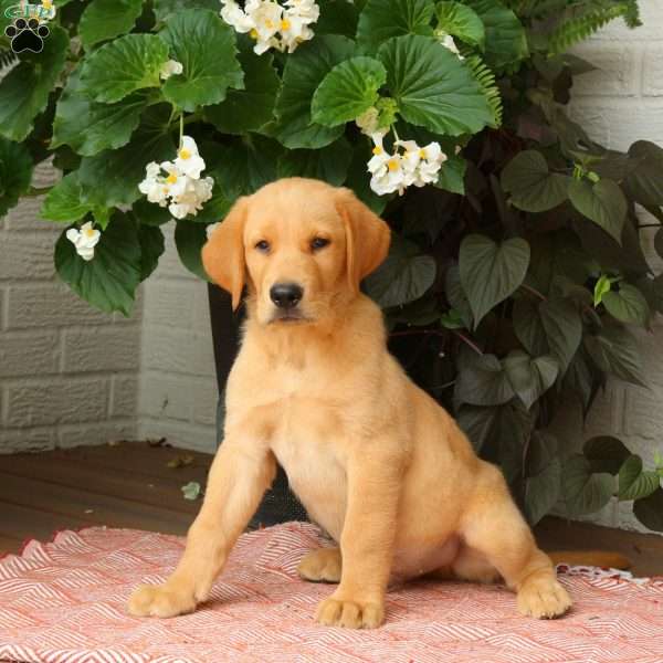 Jackson, Golden Labrador Puppy