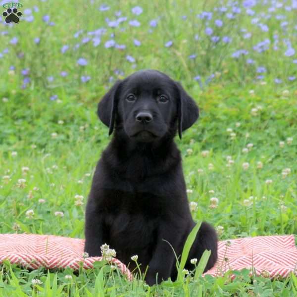 Jackson, Golden Labrador Puppy