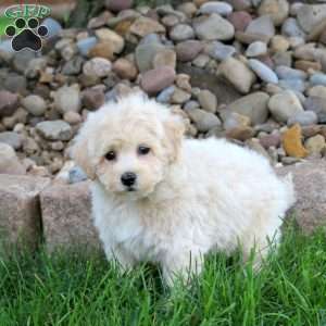 Jackson, Bich-Poo Puppy