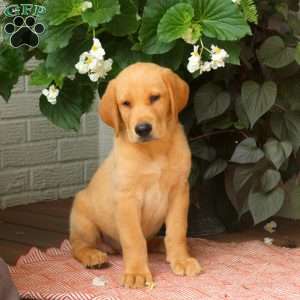 Jackson, Golden Labrador Puppy