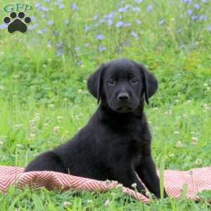 Jackson, Golden Labrador Puppy