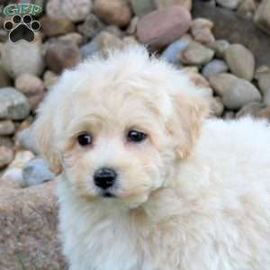 Jackson, Bich-Poo Puppy