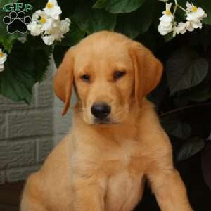 Jackson, Golden Labrador Puppy