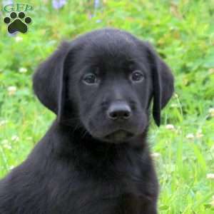 Jackson, Golden Labrador Puppy
