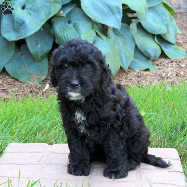 Jade, Mini Golden Mountain Doodle Puppy