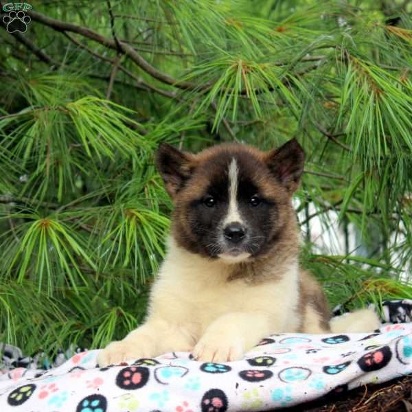 Jade, Akita Puppy