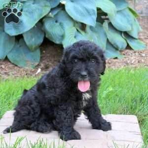 Jade, Mini Golden Mountain Doodle Puppy