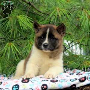 Jade, Akita Puppy