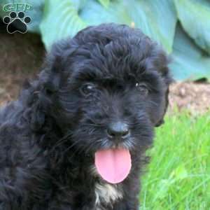 Jade, Mini Golden Mountain Doodle Puppy