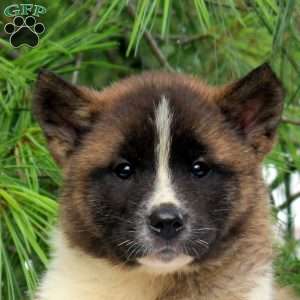 Jade, Akita Puppy