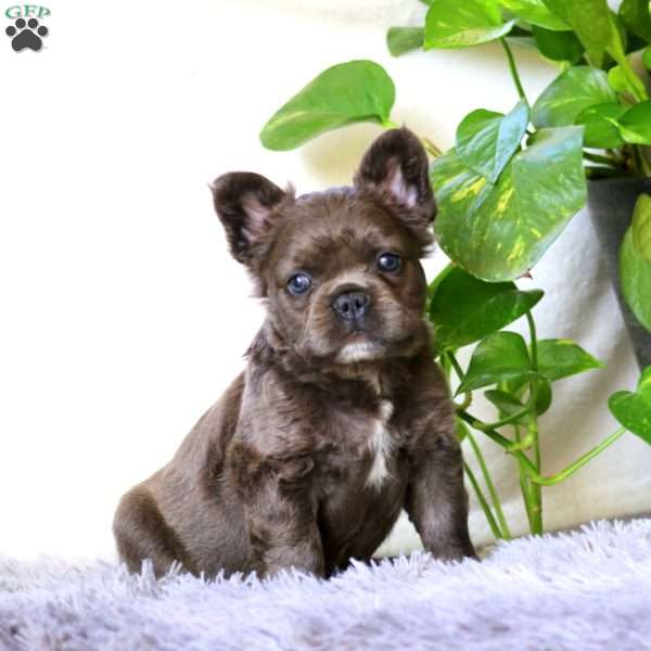 Jaden, French Bulldog Puppy
