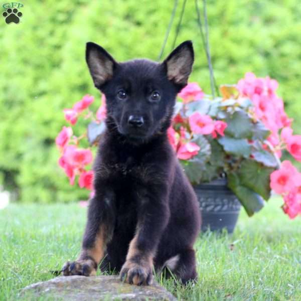 Jaden, German Shepherd Puppy