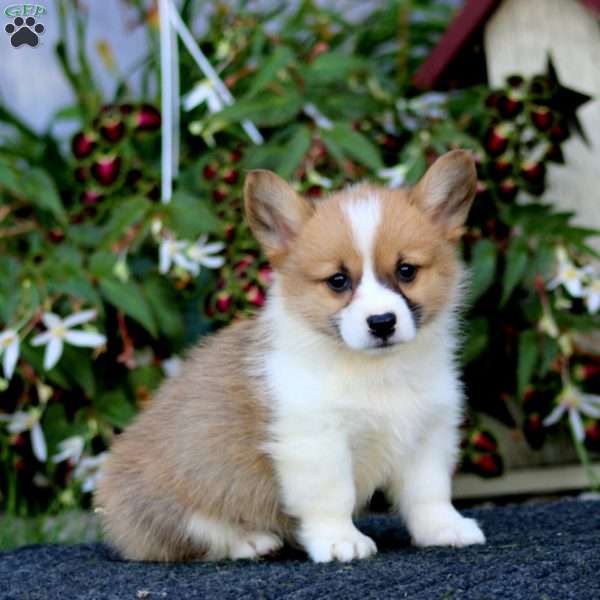 Jaden, Pembroke Welsh Corgi Puppy