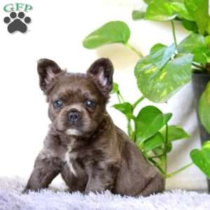 Jaden, French Bulldog Puppy