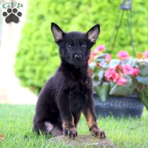 Jaden, German Shepherd Puppy