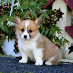 Jaden, Pembroke Welsh Corgi Puppy