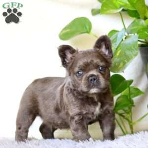 Jaden, French Bulldog Puppy