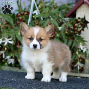Jaden, Pembroke Welsh Corgi Puppy