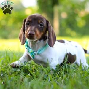 Jake, Dachshund Puppy