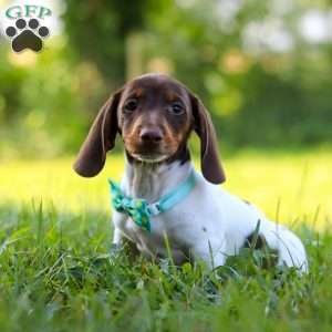 Jake, Dachshund Puppy